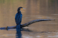 Labe Floodgate near Střekov